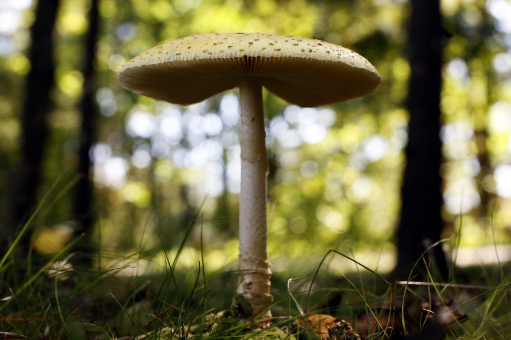 US Hits Canada with Mushroom Tariffs Amid Trade Dispute