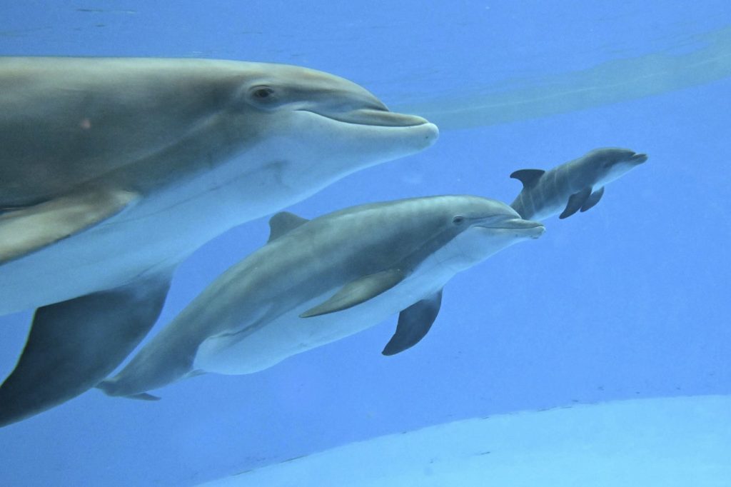 Dolphin Calf Born at Chicago Zoo with Mom's Help
