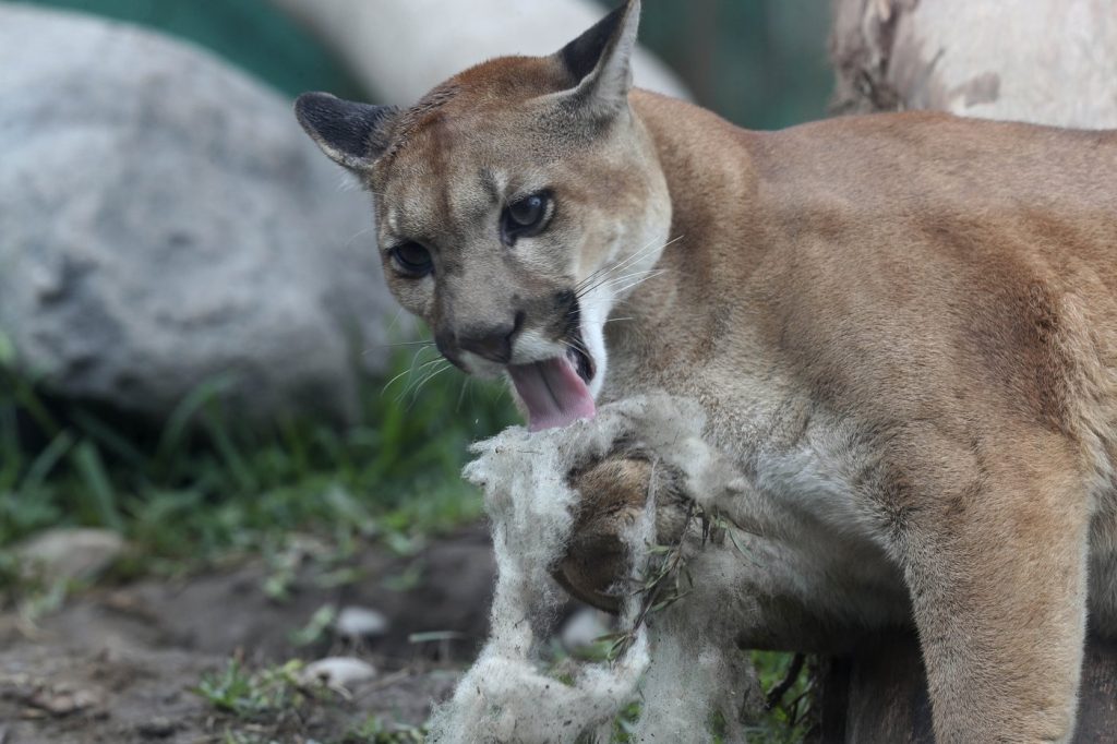 Man Fends Off Cougar Attack with a Punch