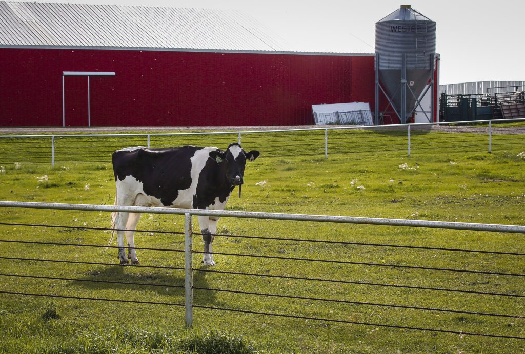 Drones Aid Quebec Farmer in Search for Escaped Cattle