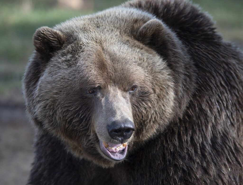 Grizzly Bear Attack Leaves Woman Severely Injured