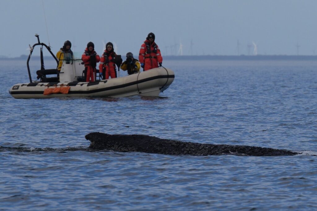 Humpback Whale Stranded Again in Baltic Sea