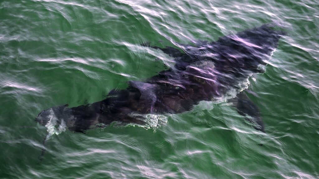 Diver Hospitalized After Rare Shark Bite in Quebec
