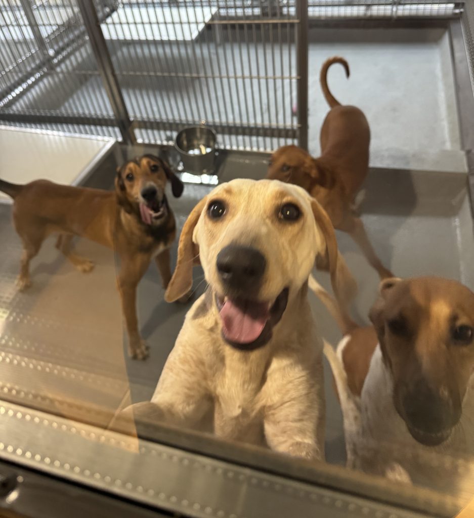 Ontario Bans Cruel Testing on Dogs and Cats