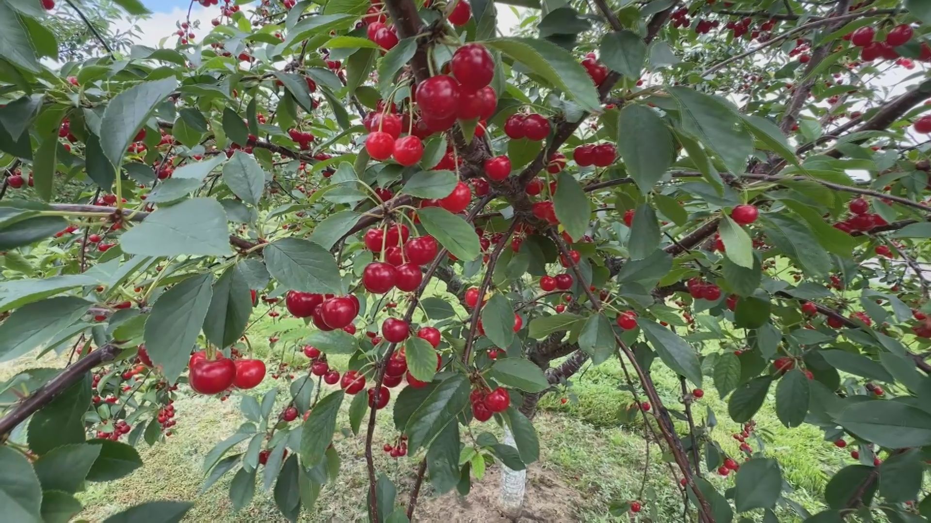 Sour Cherry Shortage Hits Ontario Farms This Season