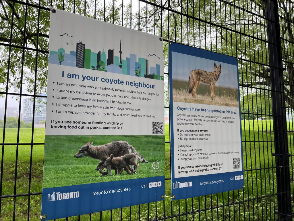 Toronto Euthanizes Coyotes After Pet Attacks