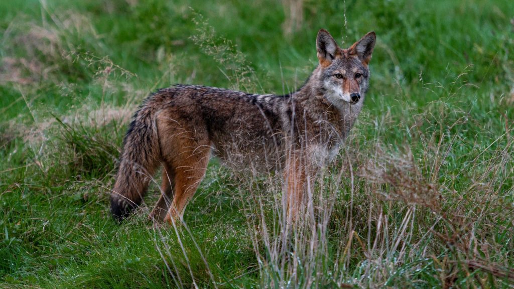 Coyote Bite Injures 12-Year-Old in Nobleton