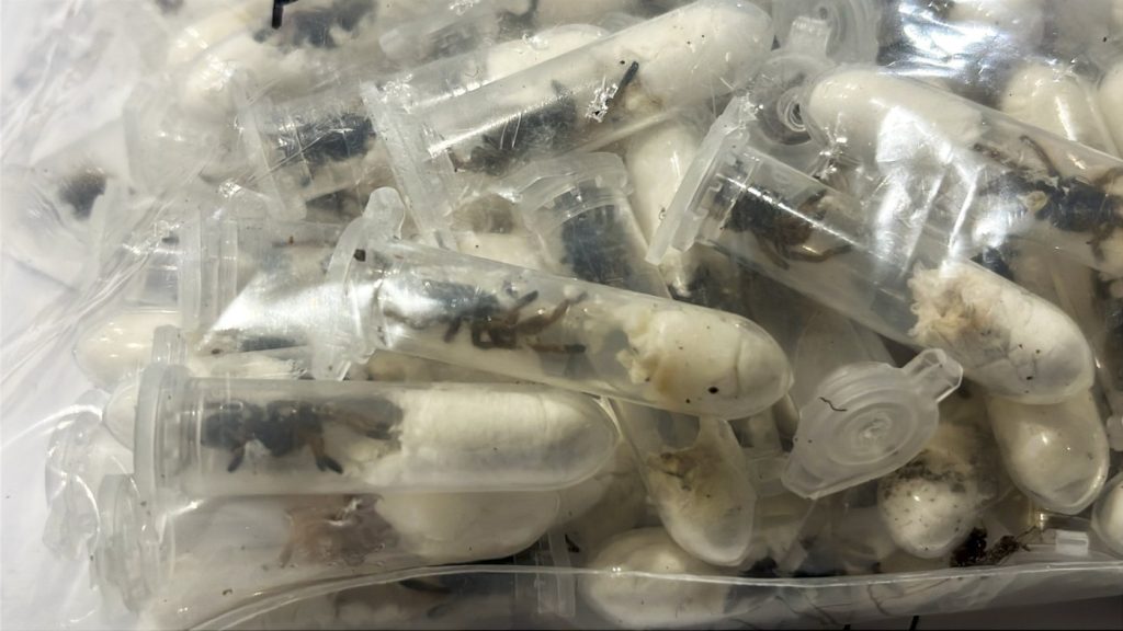 Tarantulas Smuggled in Cake Boxes Seized in Germany