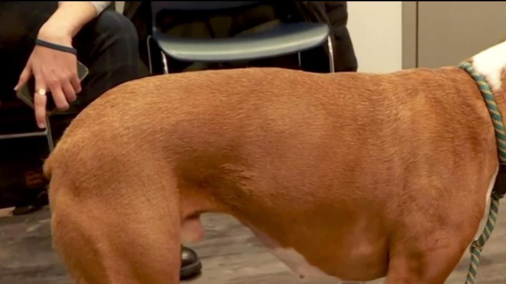 Ontario Proposes Ban on Unnecessary Animal Surgeries